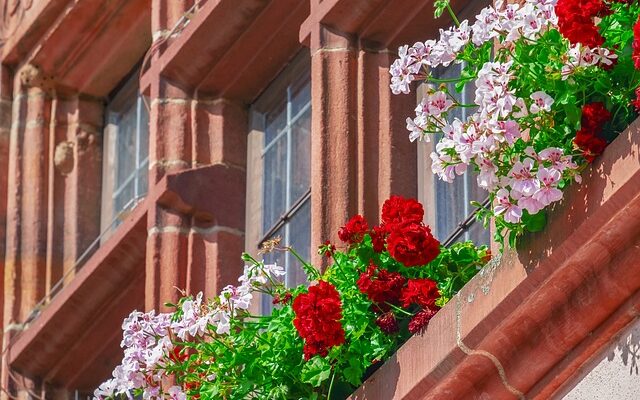 Jak pielęgnować pelargonie