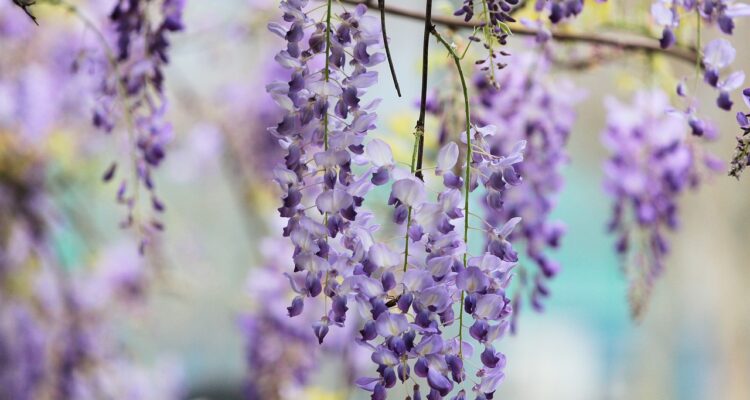 Wisteria nie kwitnie