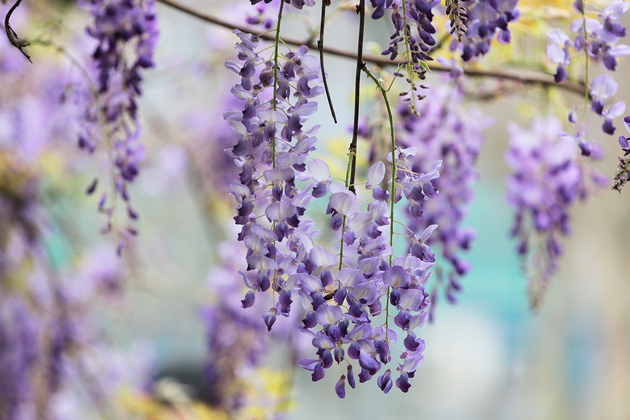Wisteria nie kwitnie