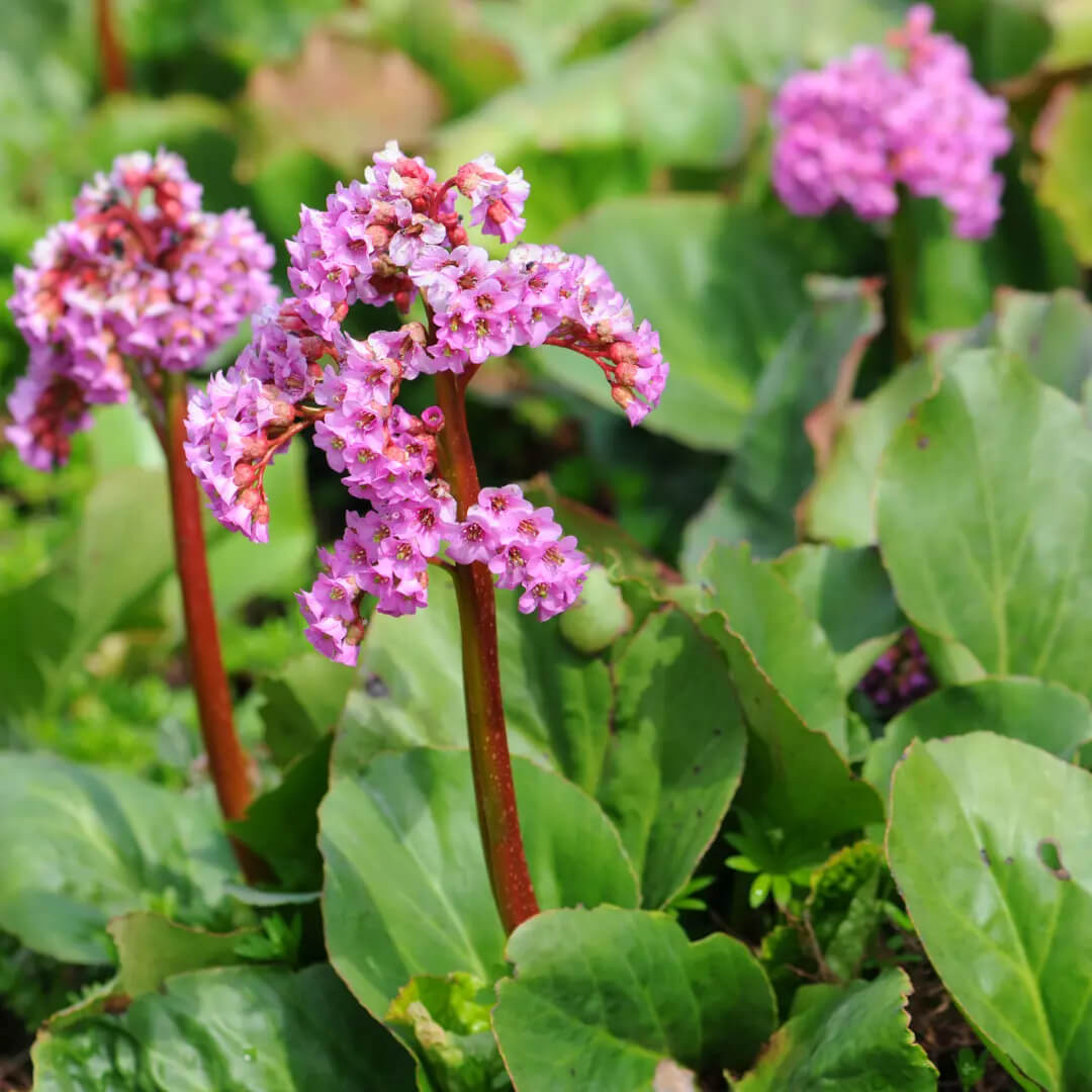 Jakie byliny wybrać do ogrodu?
