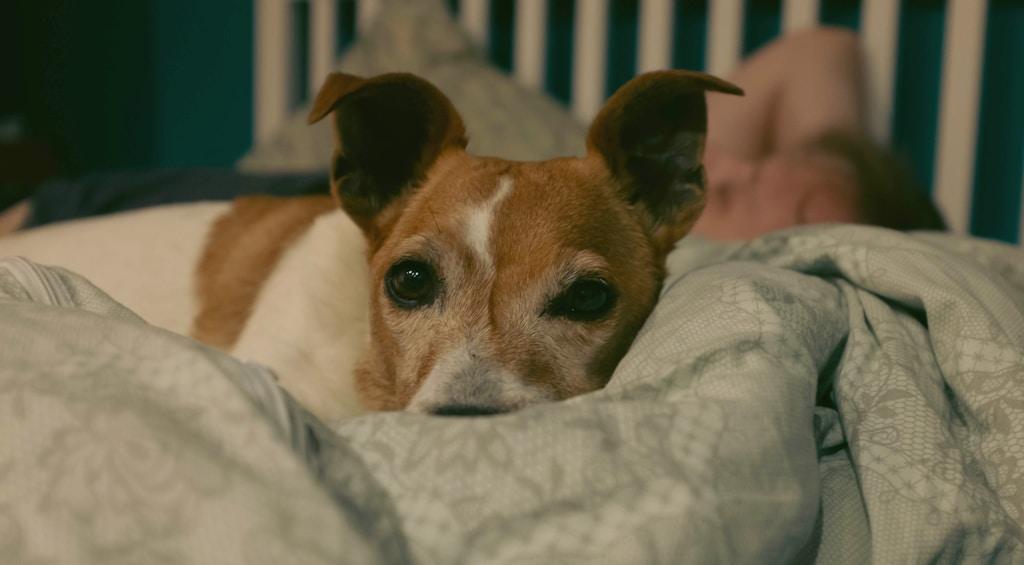 Jak dobrać idealne legowisko dla psa do Twojego wnętrza?