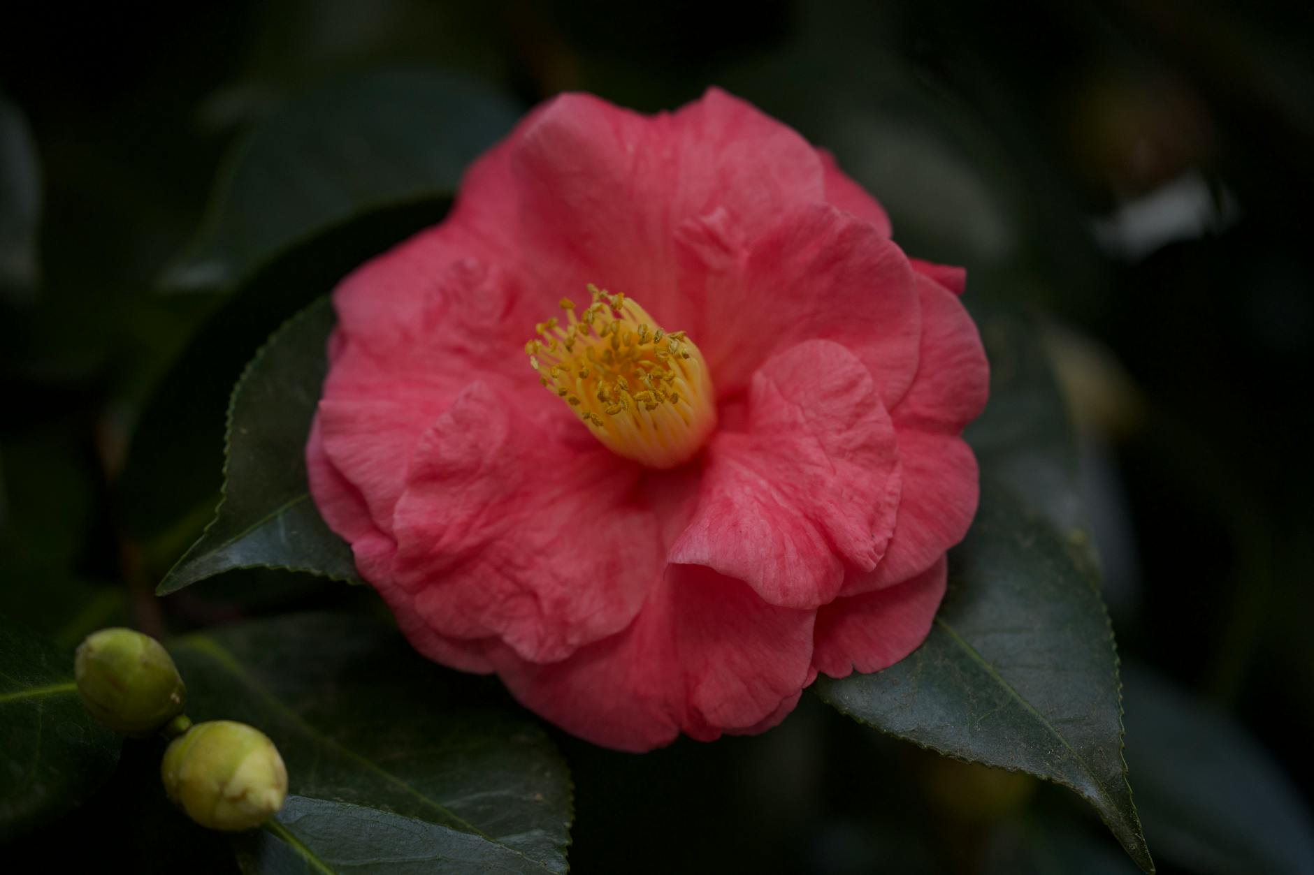 Róża w ogrodzie: sadzenie, uprawa i przegląd odmian